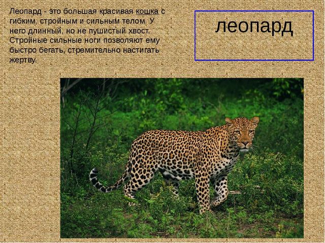 Презеентация на тему "Путешествие в Африку"