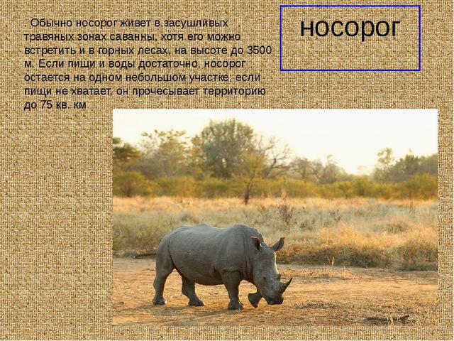Презеентация на тему "Путешествие в Африку"