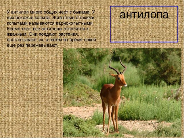 Презеентация на тему "Путешествие в Африку"
