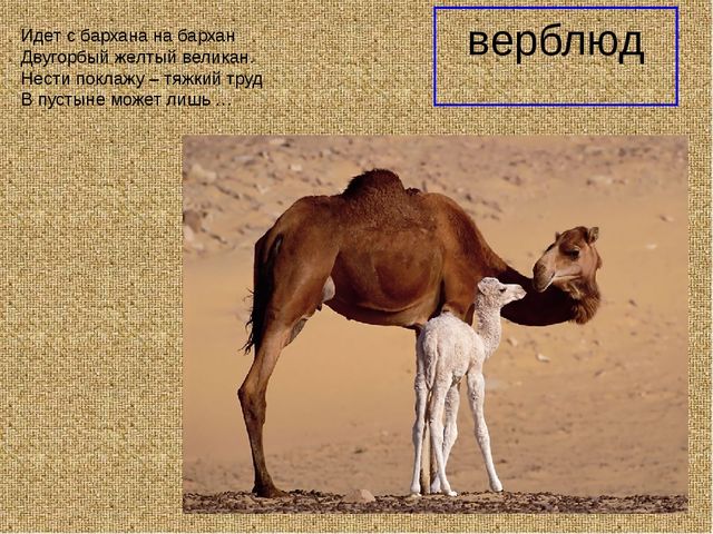 Презеентация на тему "Путешествие в Африку"