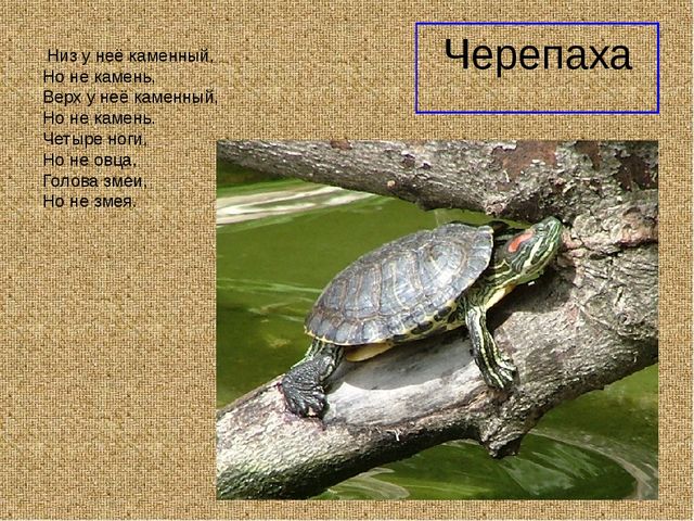 Презеентация на тему "Путешествие в Африку"