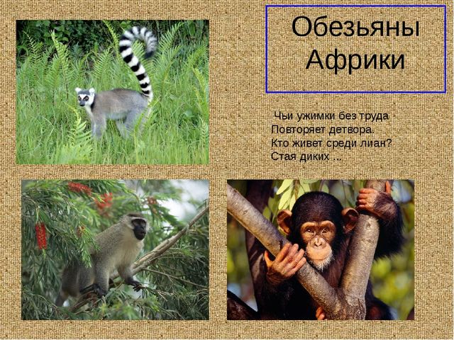Презеентация на тему "Путешествие в Африку"