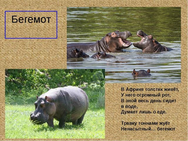 Презеентация на тему "Путешествие в Африку"