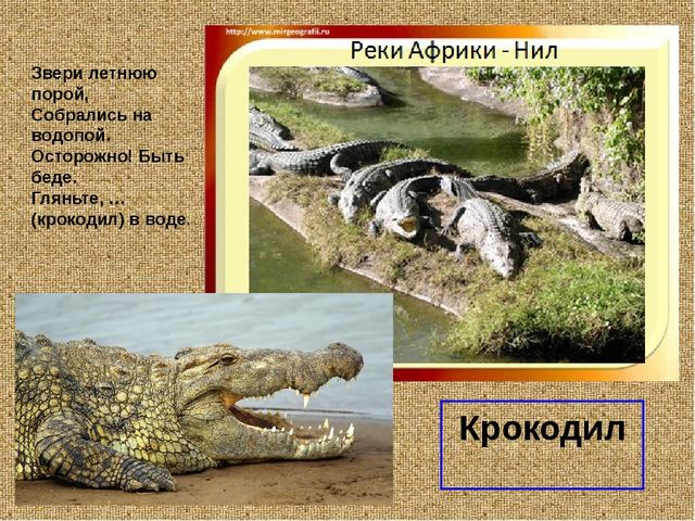 Презеентация на тему "Путешествие в Африку"