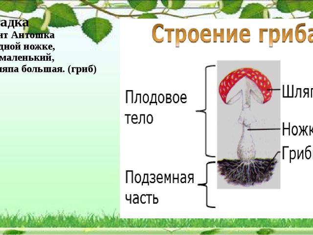 Презентация "Грибное царство" по ознакомлению с окружающим миром старшая группа