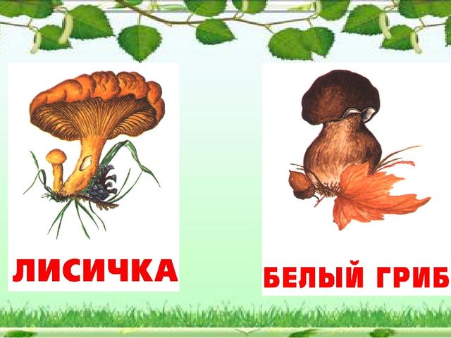 Презентация "Грибное царство" по ознакомлению с окружающим миром старшая группа