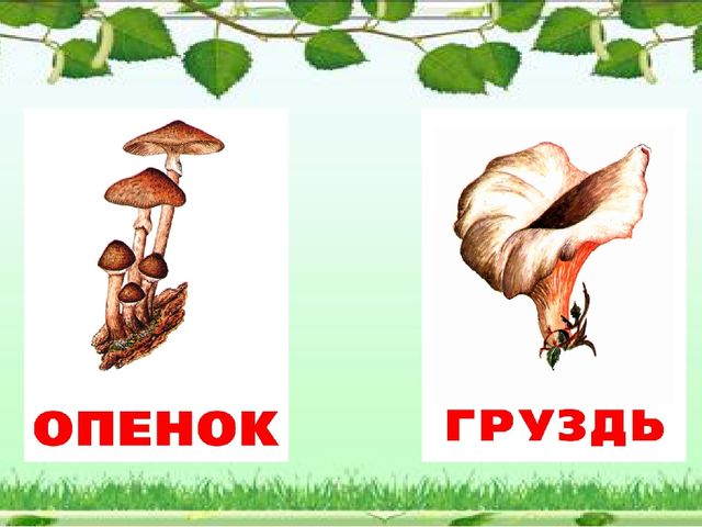 Презентация "Грибное царство" по ознакомлению с окружающим миром старшая группа