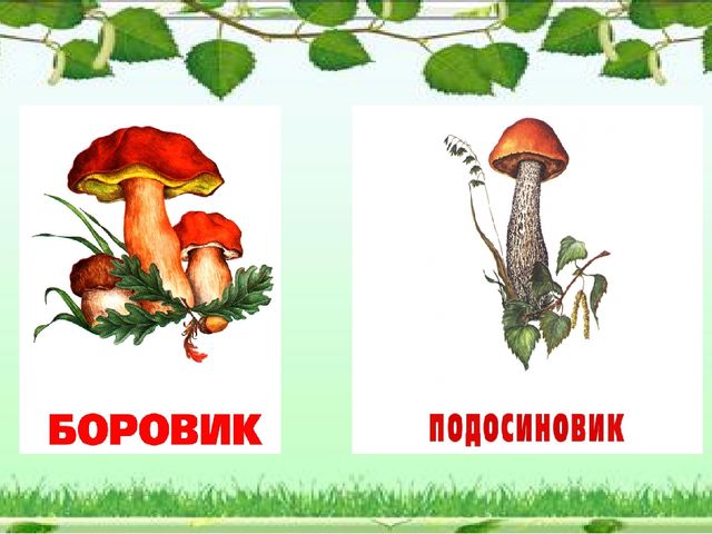 Презентация "Грибное царство" по ознакомлению с окружающим миром старшая группа