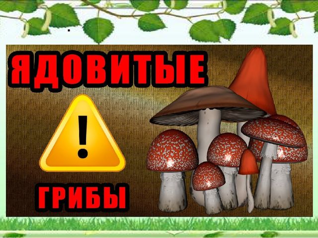 Презентация "Грибное царство" по ознакомлению с окружающим миром старшая группа