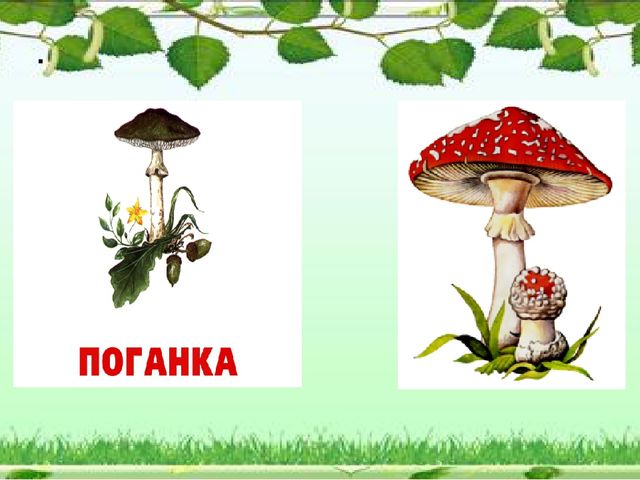 Презентация "Грибное царство" по ознакомлению с окружающим миром старшая группа