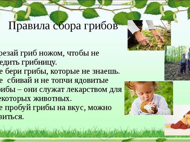 Презентация "Грибное царство" по ознакомлению с окружающим миром старшая группа
