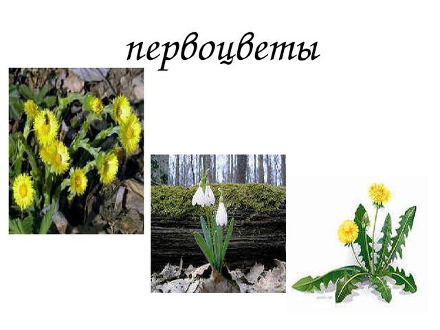 Презентация к конспекту НОД "Путешествие в весенний лес"