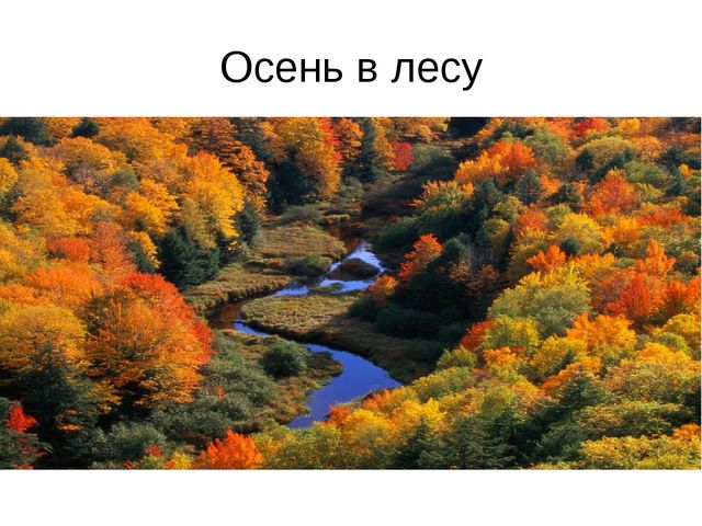 Презентация по познавательному развитию на тему "Осень в лесу"