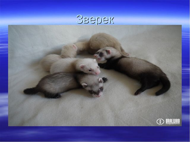 Презентация "В гости к Маршаку"