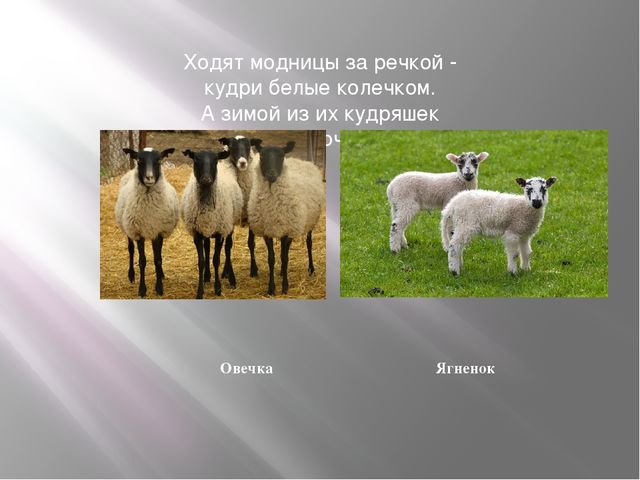 Презентация к занятию по формированию целостной картины мира "Домашние животные". Средняя группа.