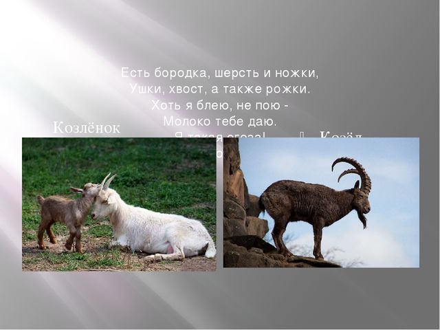 Презентация к занятию по формированию целостной картины мира "Домашние животные". Средняя группа.