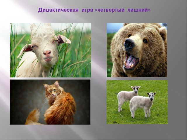 Презентация к занятию по формированию целостной картины мира "Домашние животные". Средняя группа.