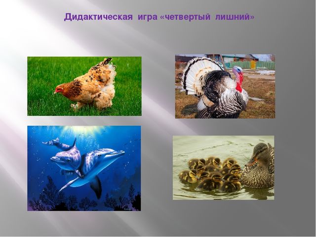 Презентация к занятию по формированию целостной картины мира "Домашние животные". Средняя группа.