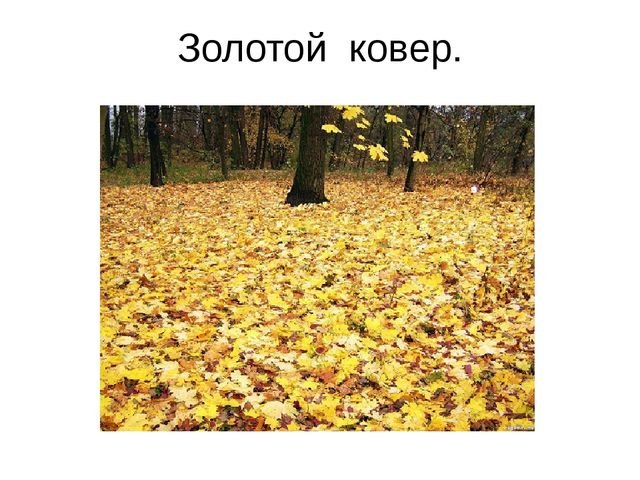 Презентация к занятию по формированию целостной картины мира. Итоговое занятие "Золотая осень". Средняя группа.
