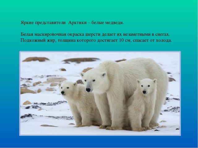 Презентация по ознакомлению с окружающим миром "Белые медведи"