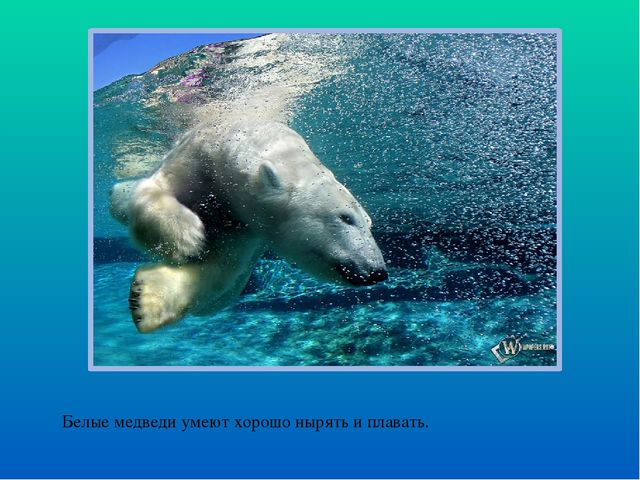 Презентация по ознакомлению с окружающим миром "Белые медведи"