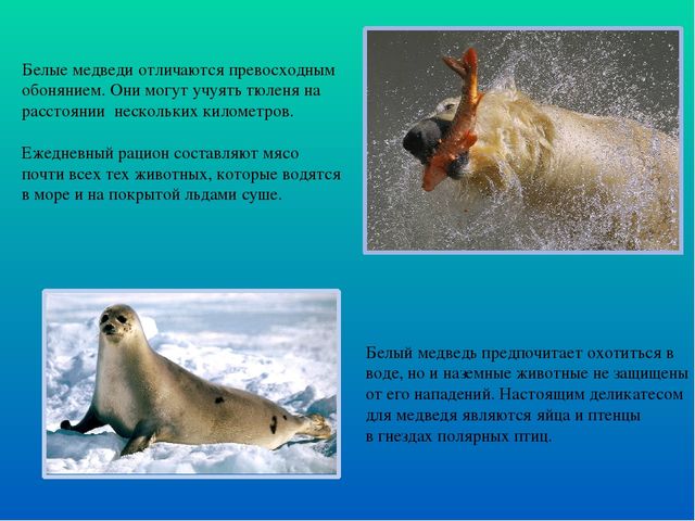 Презентация по ознакомлению с окружающим миром "Белые медведи"