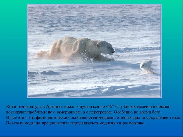 Презентация по ознакомлению с окружающим миром "Белые медведи"