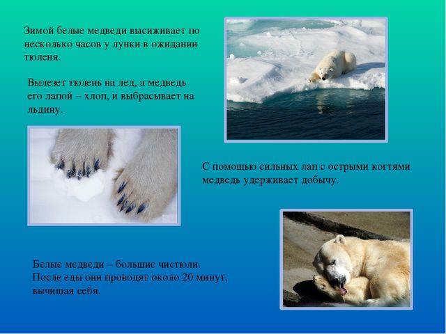 Презентация по ознакомлению с окружающим миром "Белые медведи"