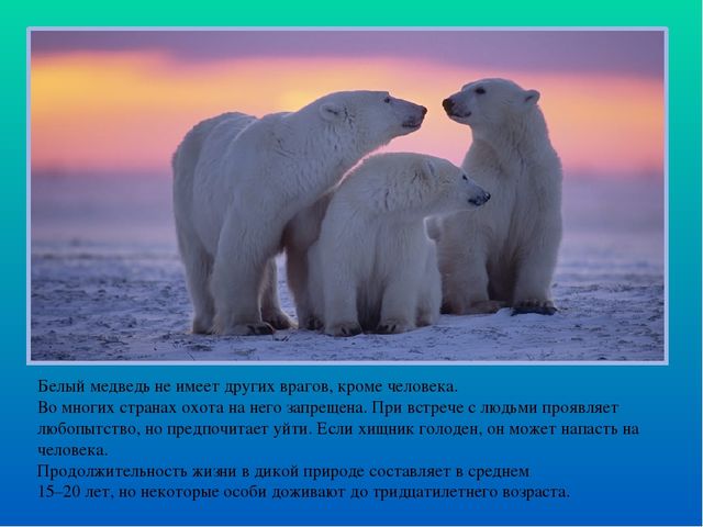 Презентация по ознакомлению с окружающим миром "Белые медведи"