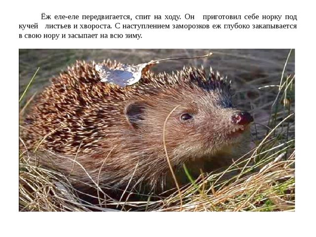 Как животные готовятся к зиме