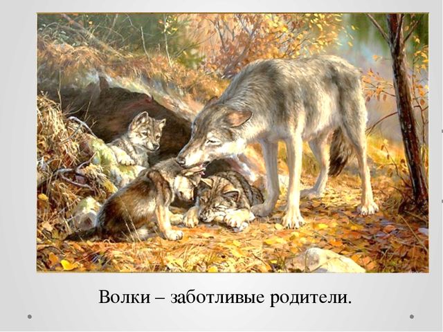 Как животные готовятся к зиме