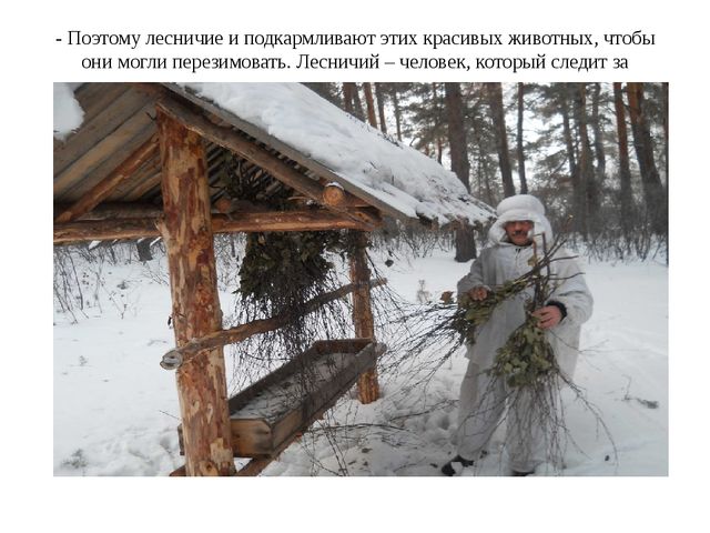 Как животные готовятся к зиме