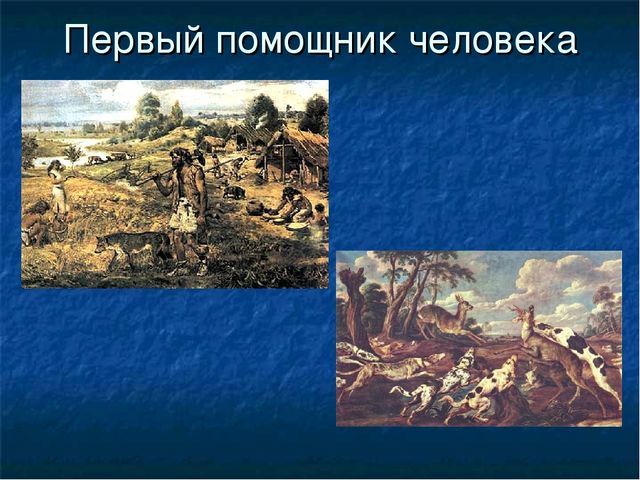 Презентация к ООД "Собака - друг человека"