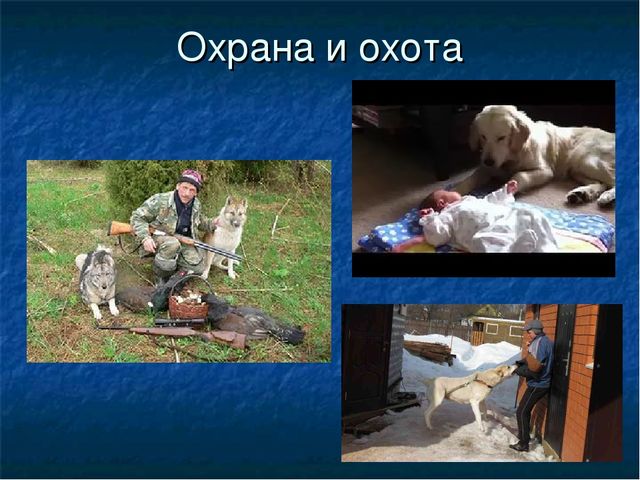 Презентация к ООД "Собака - друг человека"
