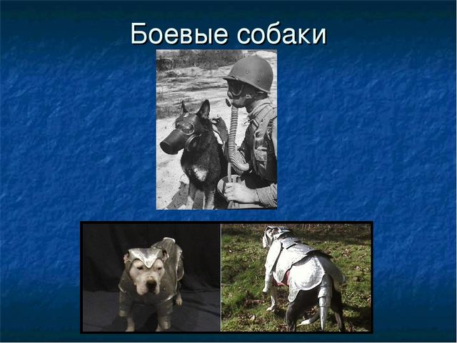 Презентация к ООД "Собака - друг человека"