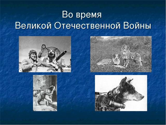 Презентация к ООД "Собака - друг человека"
