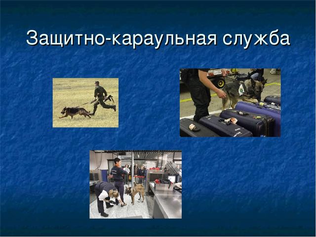 Презентация к ООД "Собака - друг человека"