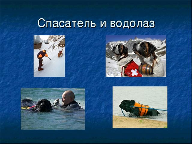 Презентация к ООД "Собака - друг человека"