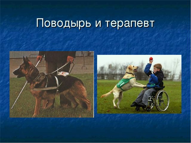 Презентация к ООД "Собака - друг человека"