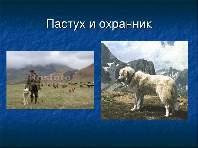 Презентация к ООД "Собака - друг человека"