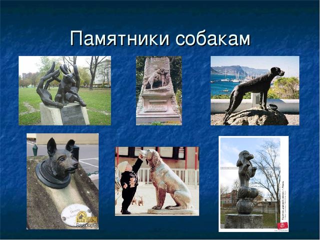 Презентация к ООД "Собака - друг человека"