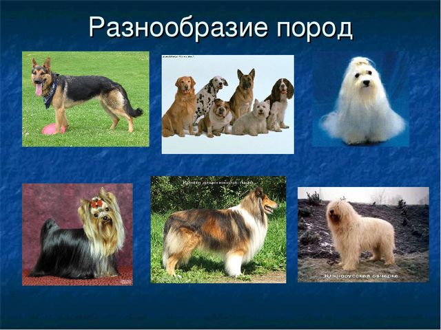 Породы собак с фотографиями 2 класс Презентация к ООД "Собака - друг человека"