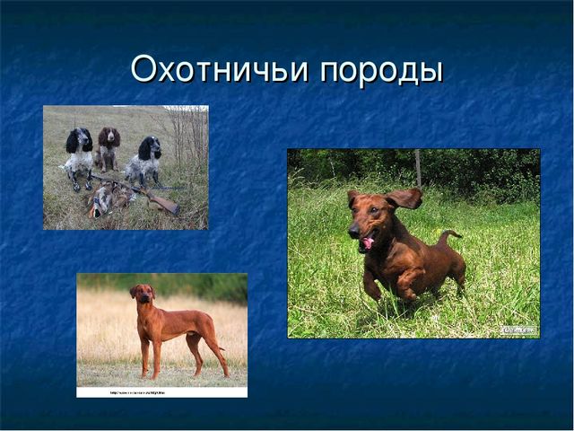 Презентация к ООД "Собака - друг человека"