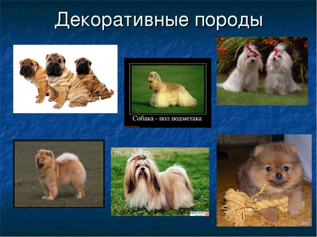 Презентация к ООД "Собака - друг человека"