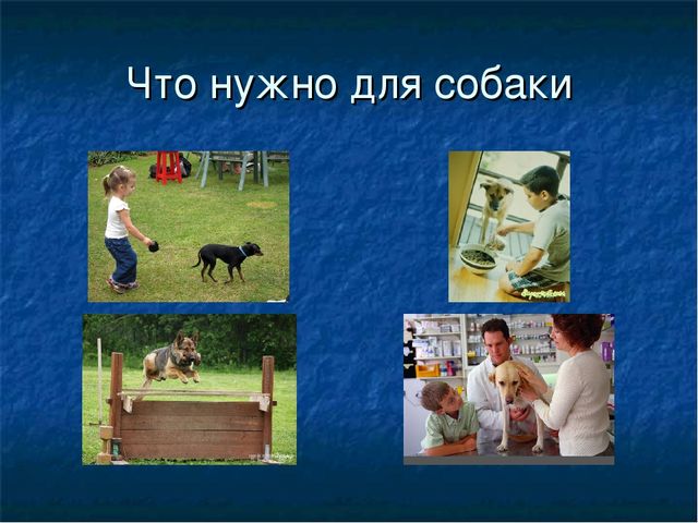 Презентация к ООД "Собака - друг человека"