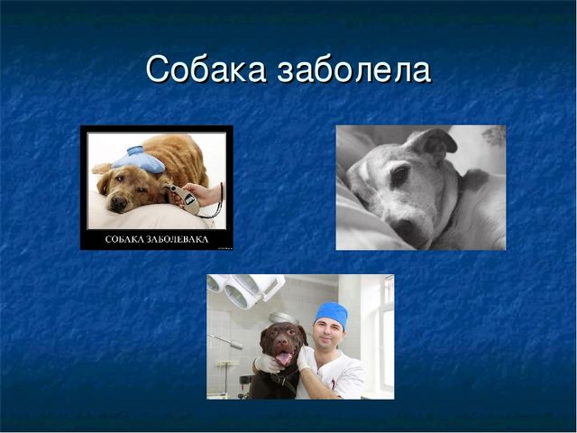 Презентация к ООД "Собака - друг человека"