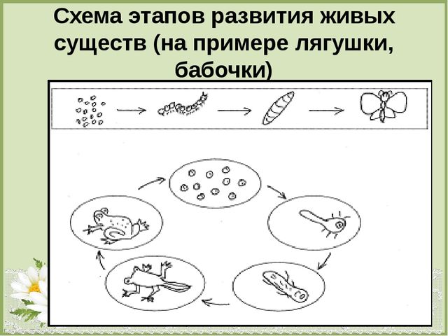 Презентация по теме : «Формирование эколого-краеведческих знаний старших дошкольников посредством моделирования».