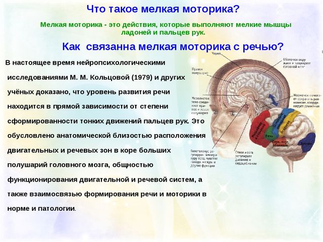 Презентация " Мелкая моторика как средство речевого развития"