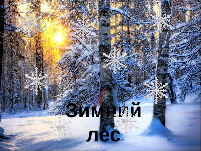 Презентация по экологии Зимний лес