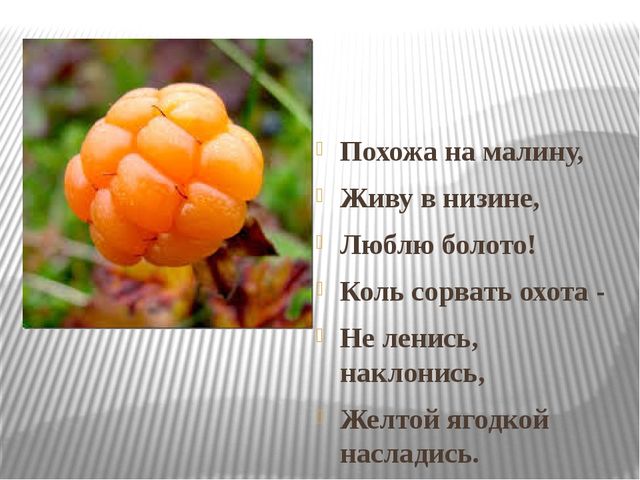 Желтая похожа на малину. Жёлтая ягода похожая на малину. Оранжевая ягода похожая на малину. Жёлтые ягодки похожие на малину. Желтая Болотная ягода.